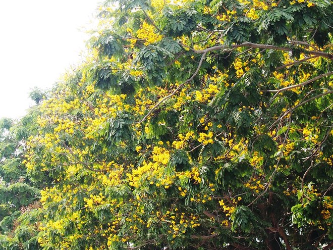 Flower streets brighten HCM City