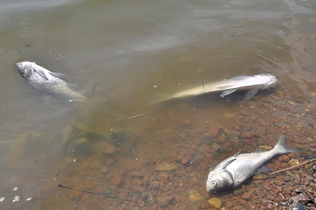 Tons of fish die in Ba Long Lake