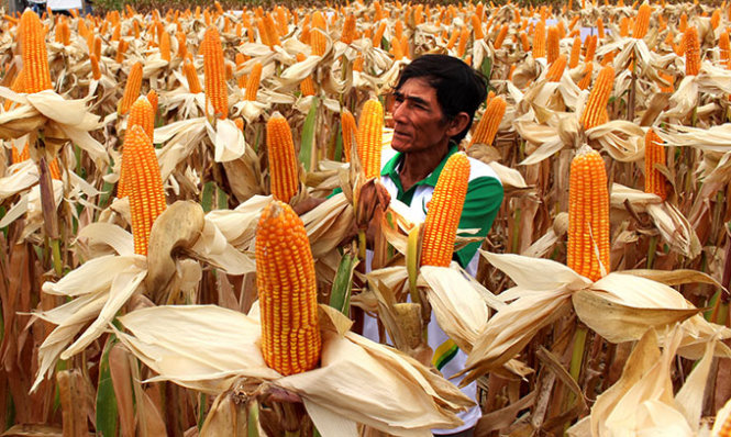 Cam My pilots cultivation of genetically modified maize varieties