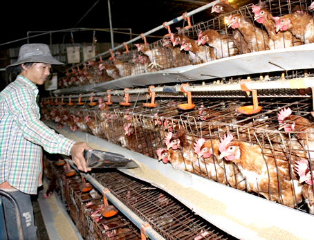 Thịt sạch chưa được nhận diện