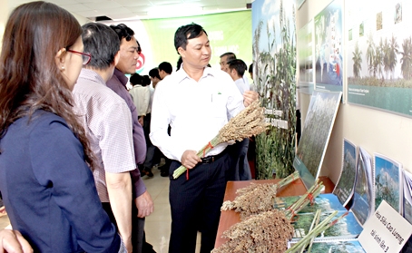 Khách tham quan chương trình giới thiệu giống siêu cao lương tại Trung tâm Ứng dụng công nghệ sinh học Đồng Nai.