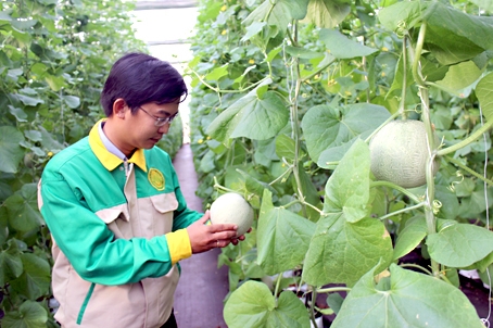 Mô hình giới thiệu giống mới của Công ty TNHH Việt Nông (huyện Cẩm Mỹ).