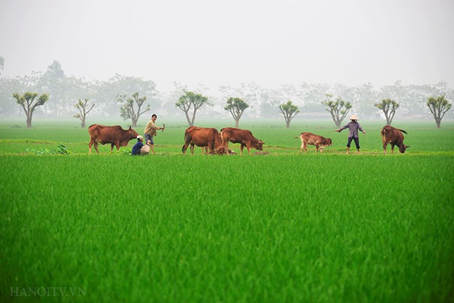 Peaceful village on Hanoi's outskirts