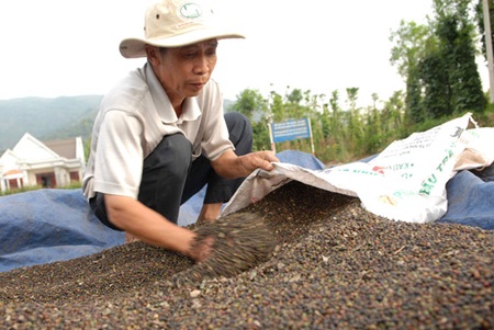 A farmer bags pepper at Xuan Tho Commune, Xuan Loc District, in southern Dong Nai Province. The Viet Nam Pepper Association forecasts the nation's pepper export revenue could set a new record this year despite lower export volume thanks to high prices in the global market.