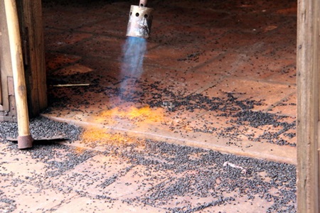 Beetle plague eats up local homes