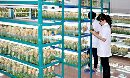 Giữ vườn cây trăm tuổi