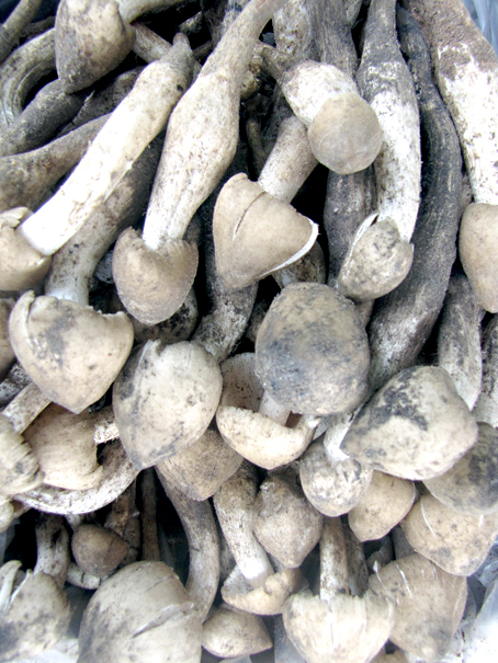 Nấm mối đầu mùa đắt hàng