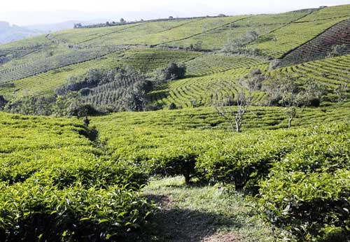 Cau Dat tea hills in Da Lat