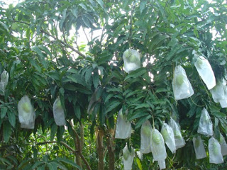 Some 54 ha of mango in Xuan Loc meet VietGAP standards