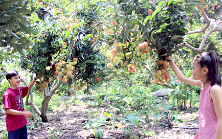 Fruit garden tours attract tourists to Dong Nai