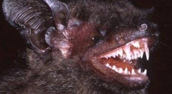 It was discovered in Cat Tien National Park in Vietnam and Dong Amphan National Biodiversity Area in Laos.  Describing the new species in ZooTaxa, the researchers say the bat is most closely related to the Chinese pipistrelle (Hypsugo pulveratus), which is found across much of eastern Asia. However, the new species not only sports longer fangs than its relative, but is also bigger altogether.  “The new bat species was trapped by Charles M. Francis and Antonio Guillén in 1997. The conspicuous differences could be seen nearly on first sight, but the description of the species awaited until 2014," said lead author, Tamás Görföl with the Hungarian Natural History Museum, told mongabay.com.  It took 17 years to describe the new bat because researchers had to gather more evidence and compare specimens, including ones housed in museums around the world. Genetic research also clearly proved the fanged bat was, until now, unknown to science.  "The large canines may be important in grabbing prey," Görföl said. "It may allow the bat to catch larger insects or beetles with harder exoskeleton; this may be the result of niche segregation."  This means that evolution may have allowed the new species to go after different prey or utilize different habitats than its close relatives, essentially carving out its own ecological niche.  Like most species new-to-science very little is known about the long-toothed pipistrelle. More research, and possible conservation attention, are needed.  Bats are the second most diverse family of mammals (after rodents) with over 1,200 species and counting. Every year, several new species of bat are discovered. Bats play huge ecological roles in the environment including dispersing seeds, keeping insect populations in check, and even pollinating flowers.