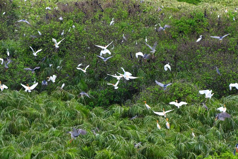 A bird nesting season in Vam Sat.