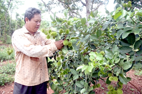 Ông Thổ Thời bên vườn chôm chôm Thái sắp thu hoạch của gia đình.  Ảnh: V. TRUYÊN