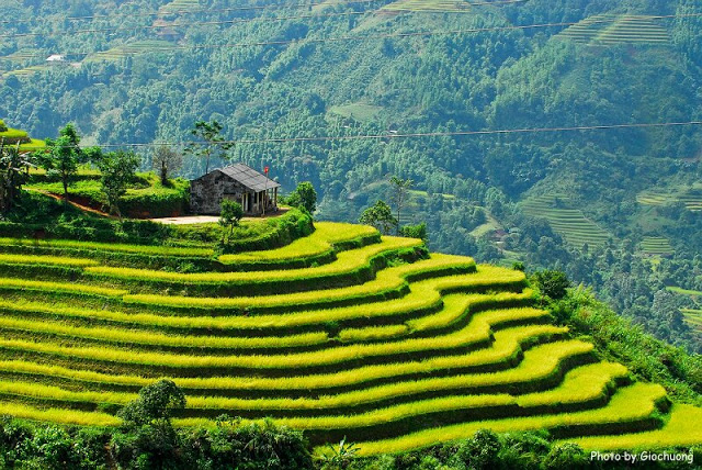 Beautiful Terraced fields in Hà Giang Province