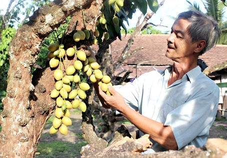 Dâu An Phước (huyện Long Thành) ngon có tiếng nhưng chưa được đăng ký nhãn hiệu hàng hóa.