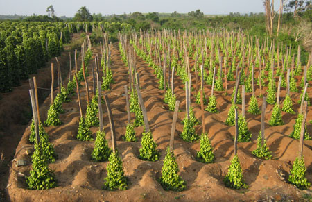 Pepper farms expand in Tan Phu district