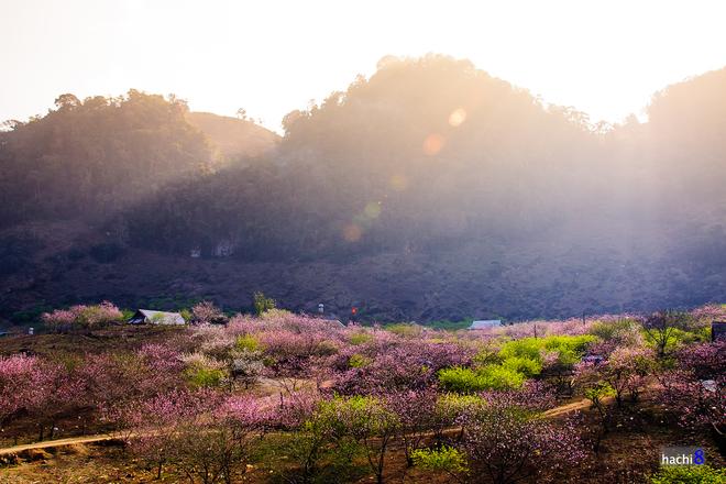The beauty of peach flowers throughout Vietnam