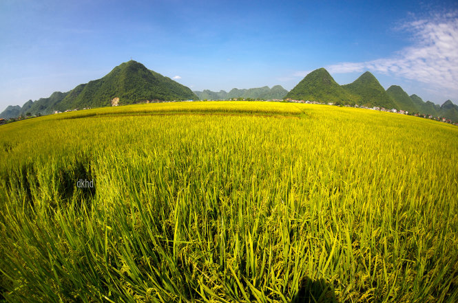 Golden rice fields in Bac Son Valley