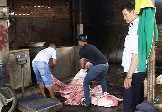 Bắt và thiêu hủy heo bệnh trong lò mổ không phép