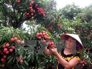 Fruit and vegetable exports record rapid growth