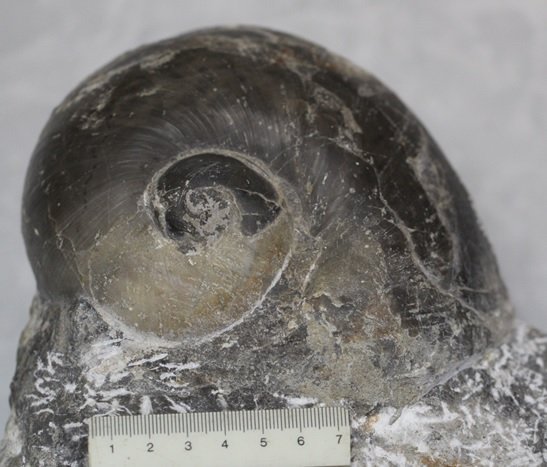 Vietnam's largest sea snail fossil discovered
