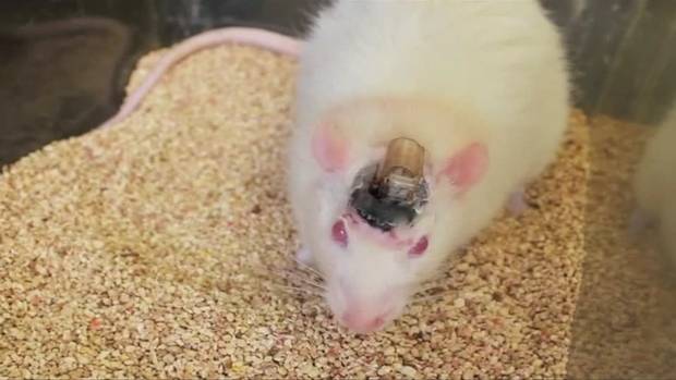 Scientists control mouse brain by remote control