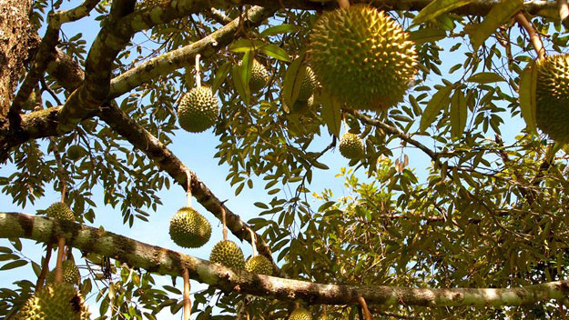 Five famous fruit gardens in Southwest Vietnam