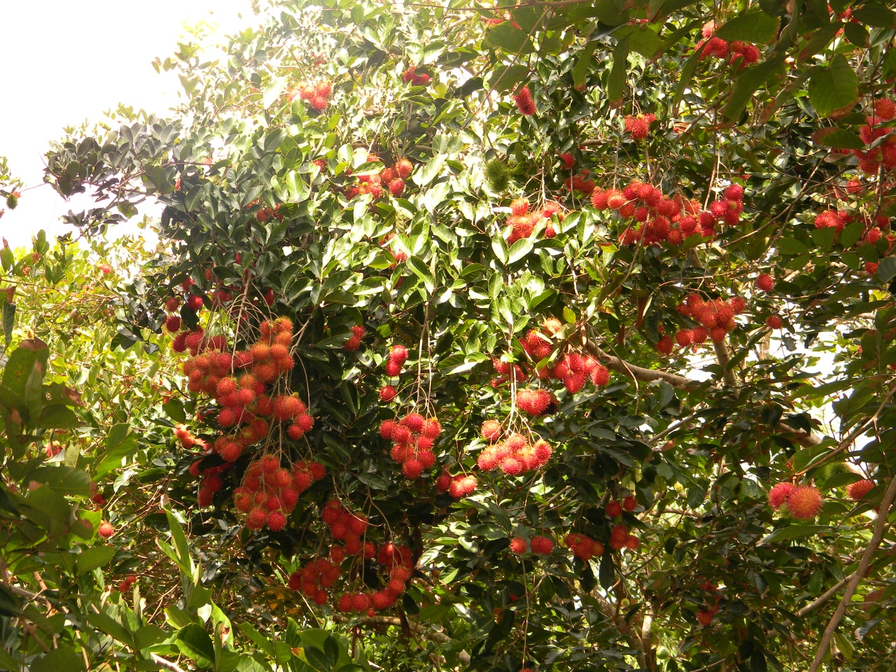 Long Khanh orchards to harvest