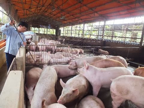 320 farms meet epidemic safety requirements