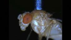 Fly catcher robot to speed up insights into Alzheimer's