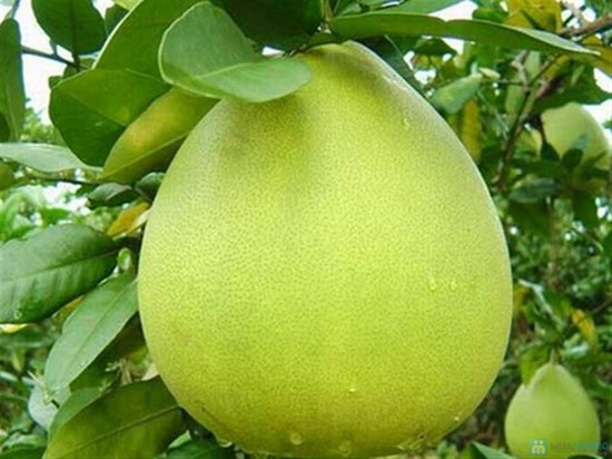 Dong Nai fruits showcased at Hong Kong International Food Fair