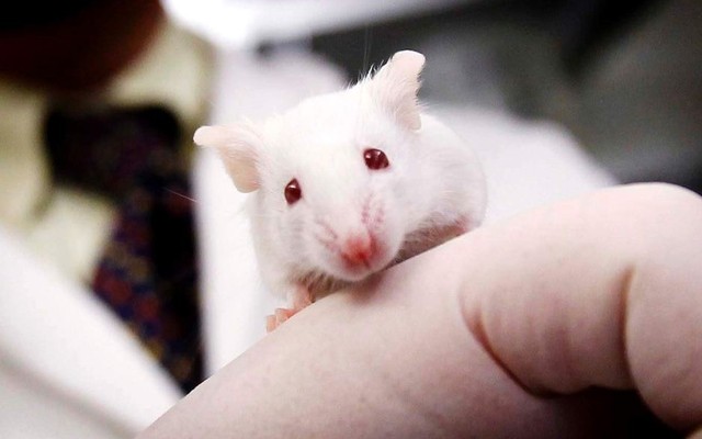 Scientists researching brain disorders create super-clever mice