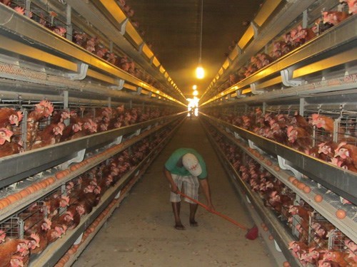  High production costs make Vietnam's poultry industry vulnerable: experts  Thanh Nien News  Tuesday, August 25, 2015 13:54 Email Print RELATED NEWS      Chicken war with U.S. shows free trade threat to Vietnam farmers     Vietnam official 'surprised' by prices of chicken from US, but cagey about dumping   A man working at a chicken farm in the southern province of Dong Nai.