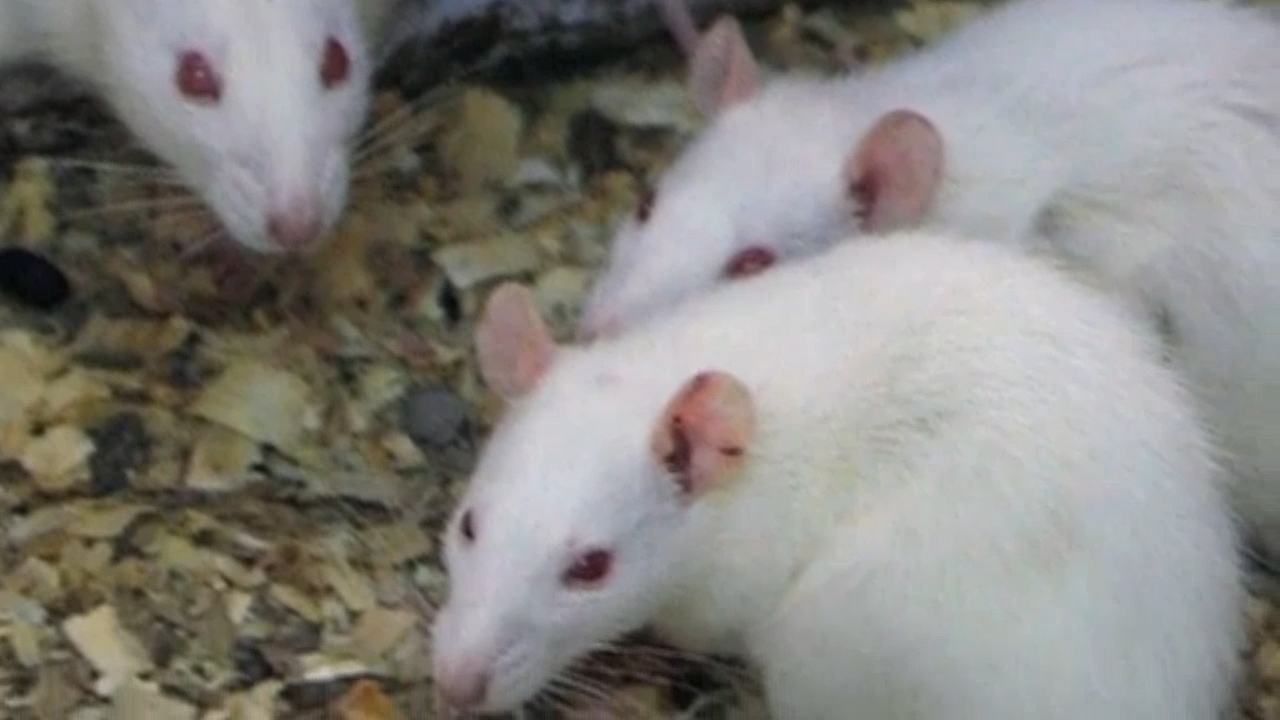 Deaf mice cured with gene therapy