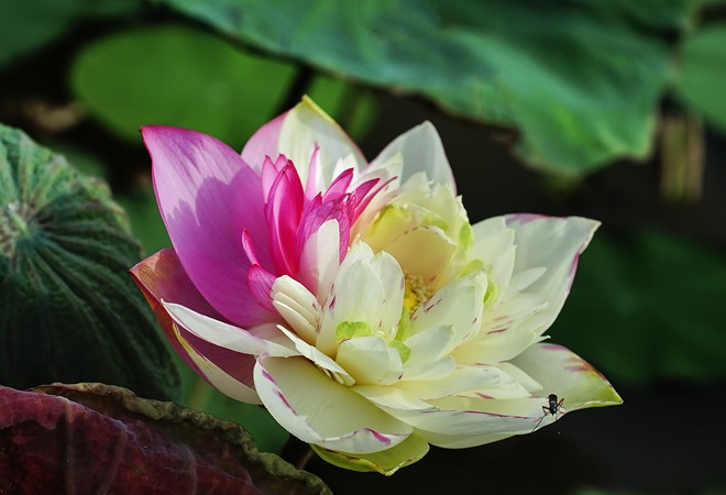 A two-color lotus 