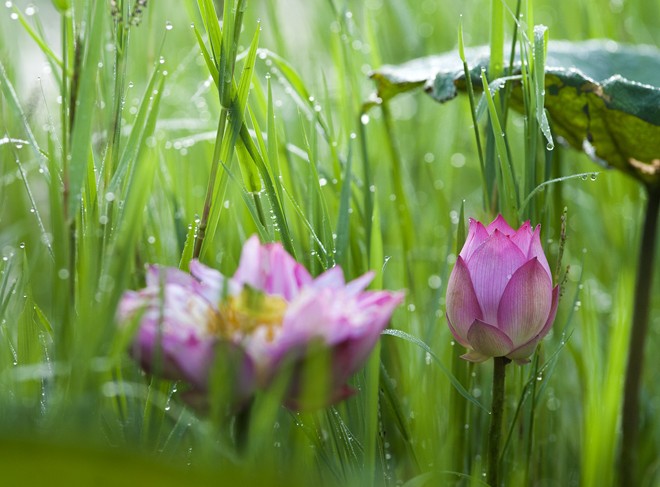  The pond becomes a famous tourist destination for flower lovers 