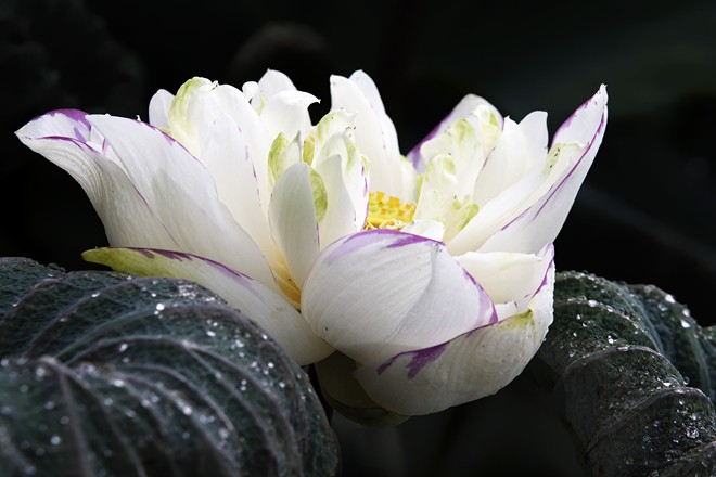  The pond becomes a famous tourist destination for flower lovers 