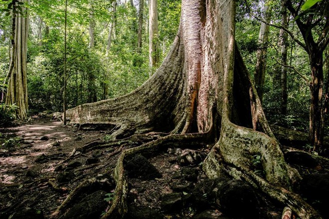  A 400-year-old tree. 