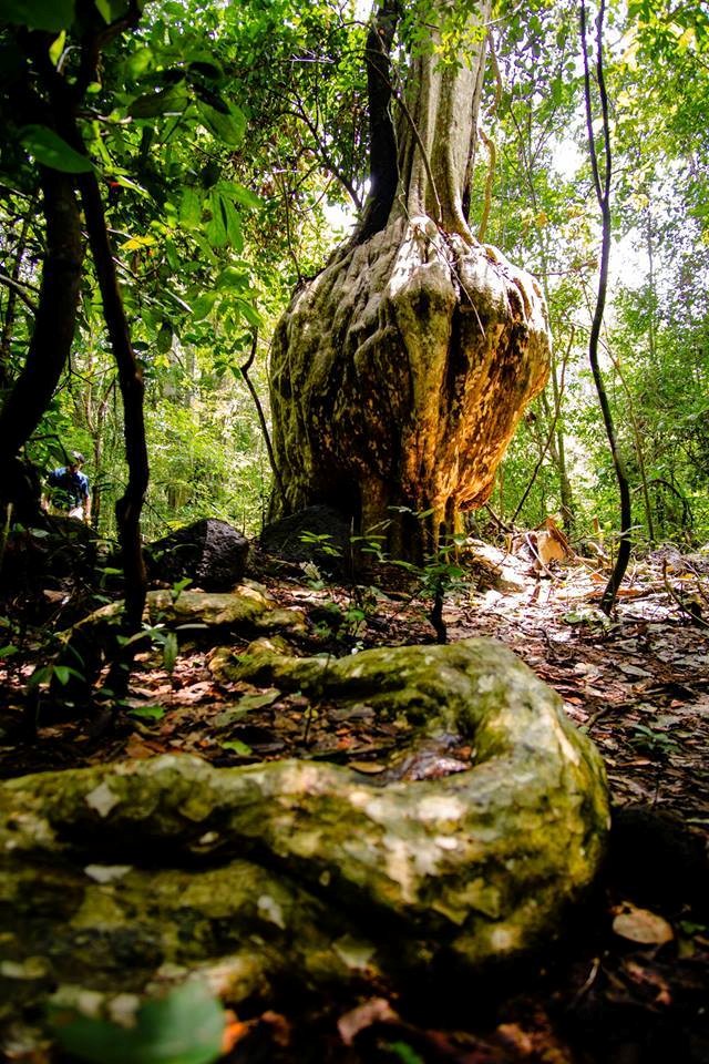  The roots of a tree. 