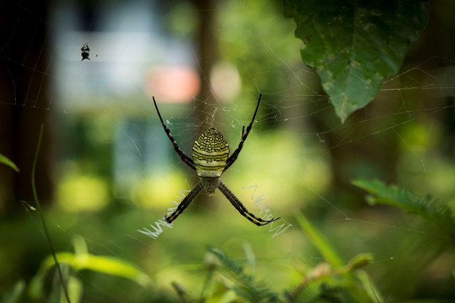  A beautiful forest spider. 