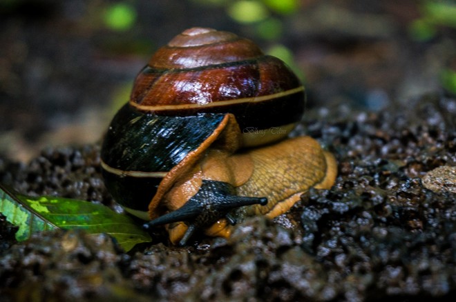  A big snail lying on a rock.  