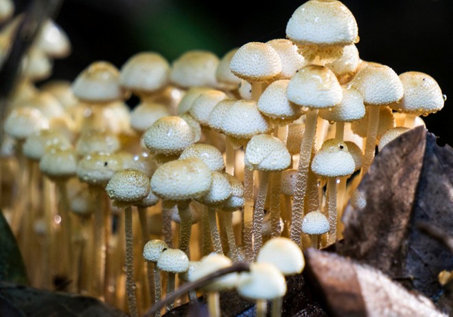  The diversity of fungi is characteristic of this forest. 