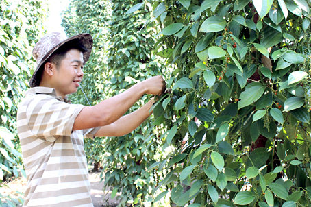Nông dân đang giàu lên nhờ cây tiêu.Trong ảnh: Thu hoạch tiêu tại xã Xuân Thọ (huyện Xuân Lộc).