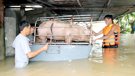 Lực lượng cứu hộ đưa heo ra khỏi vùng ngập ấp Sông Mây, xã Bắc Sơn, huyện Trảng Bom chiều ngày 16-9.