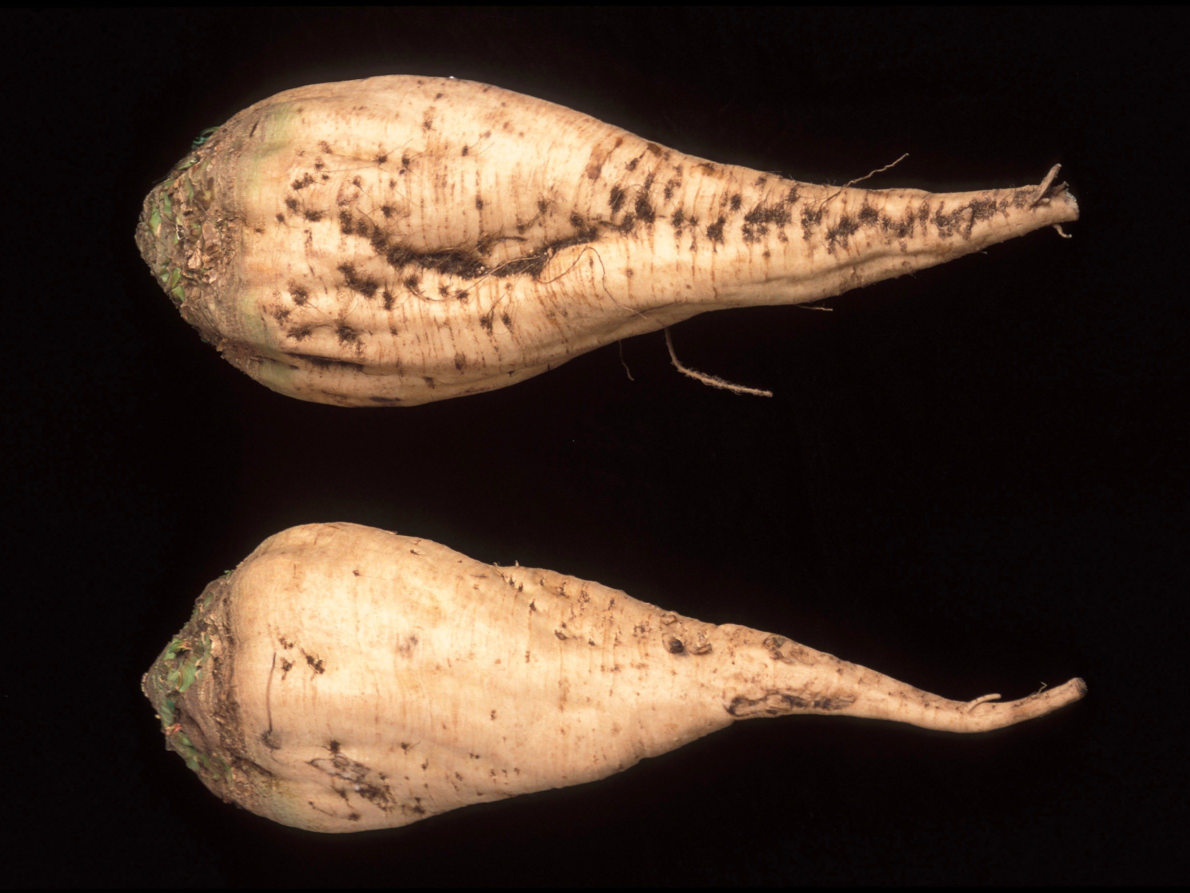 Sugar beet waste product could be billion dollar 'wonder material'