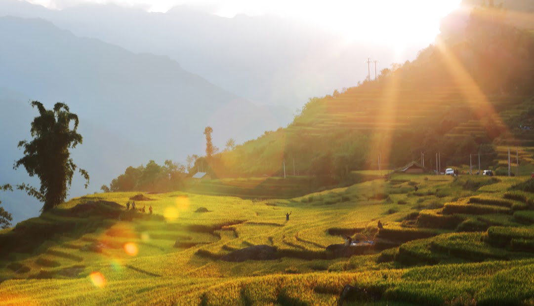 A harvesting season in Y Ty hamlet in Bat Xat district, Lao Cai province