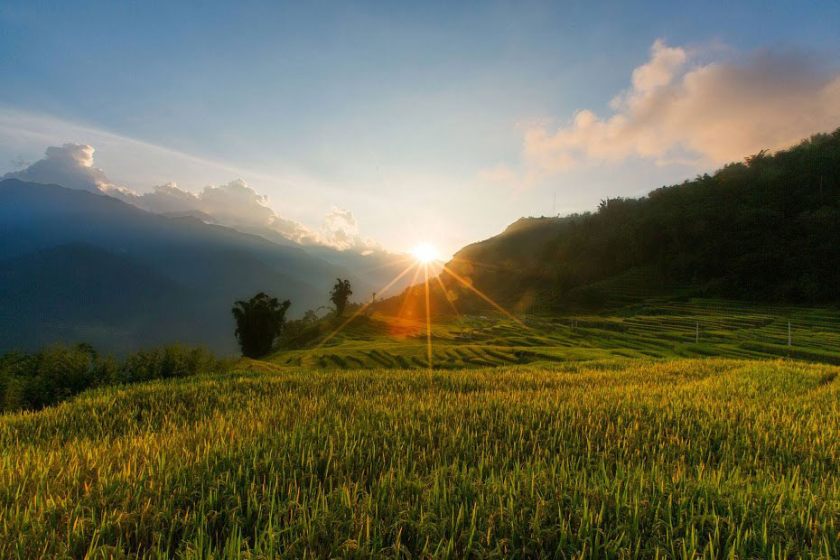 Paddy fields become more romantic at dusk