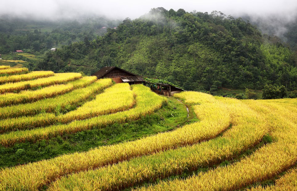 House in the middle of terrace fields