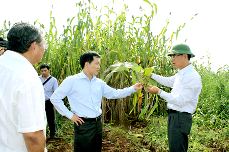 "Giấc mơ" siêu cao lương