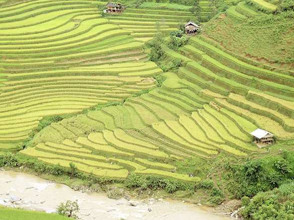 Terraced rice fields in harvest season in Mu Cang Chai